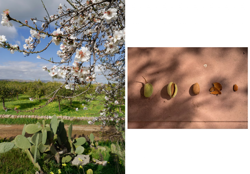 The almond harvest that shapes Sicily’s soul