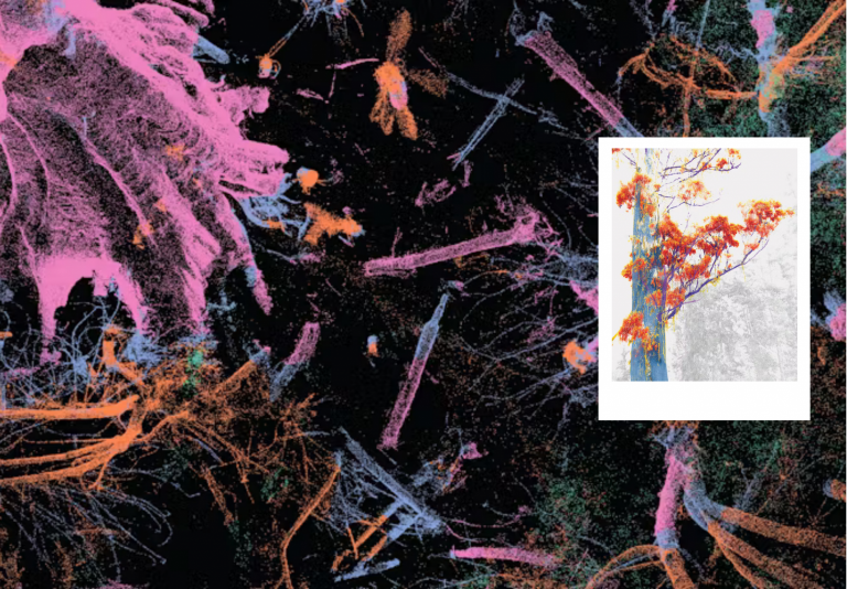 A Natural Masterclass: 5 Things Trees Do That Can Teach Human Designers