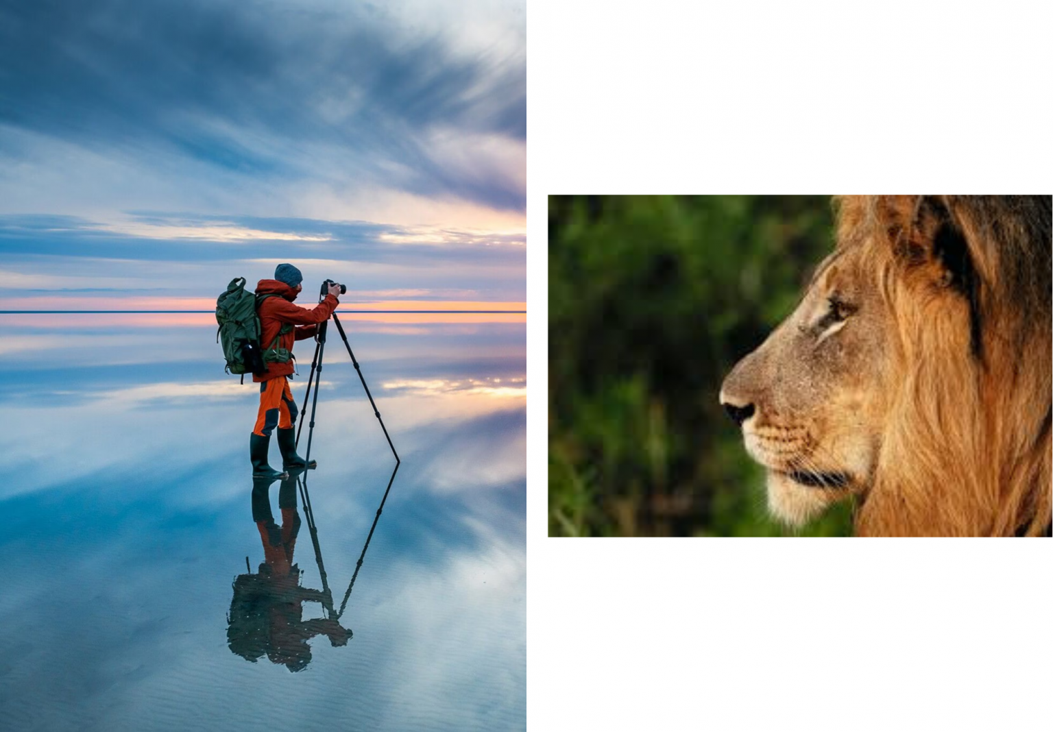 An Eye-Level Encounter: A Photographer’s Close Call with a King of the Wild