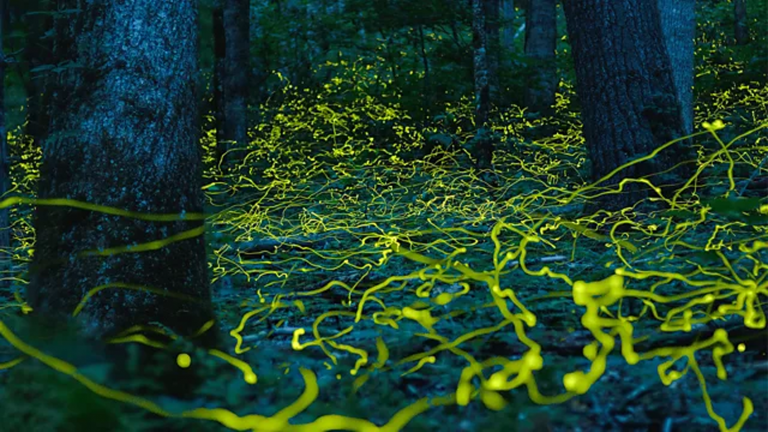 The luminous comeback: How blue ghost fireflies could help Asheville heal