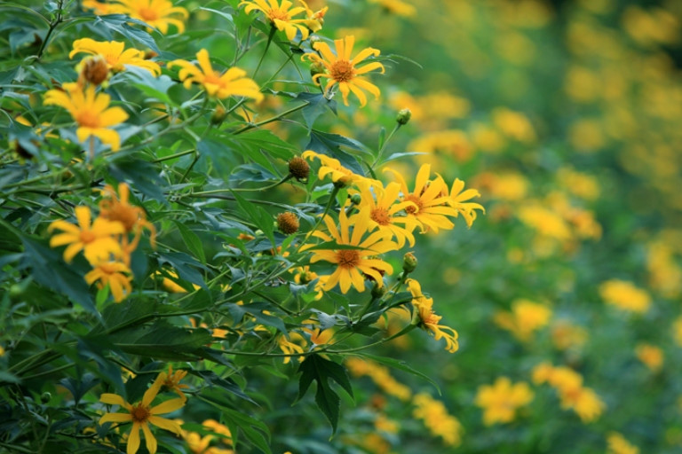 Suggestions for beautiful check-in locations during the wild sunflower season