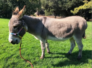 Donkey, Who Served as the Model for Eddie Murphy’s Shrek Character, Dies at 30: 'He Was So Much More Than the Shrek Donkey'