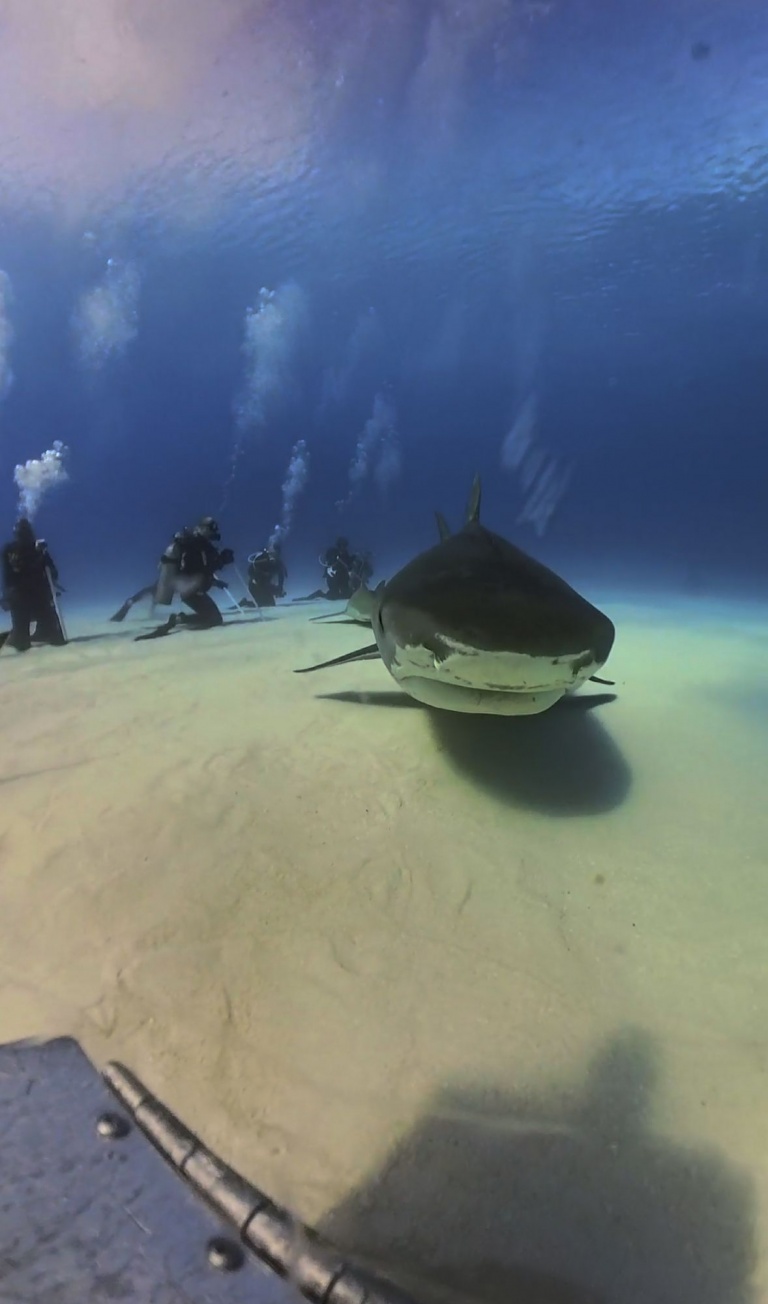 Amazing Video Shows What It Might Be Like to Be Eaten by a Shark. Watch!